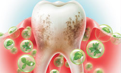 О здоровье зубов и десен